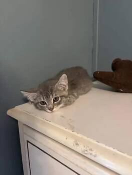 Radar -  Domestic Short Hair Cat for Adoption in Wyoming, Michigan - Radar | PetCurious