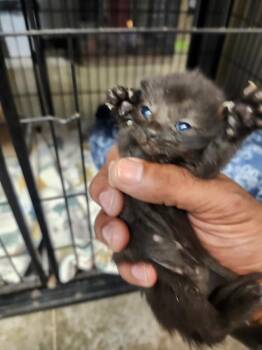 Curly -  Domestic Short Hair Cat Available for Adoption in Lockhart, Texas - Curly | PetCurious