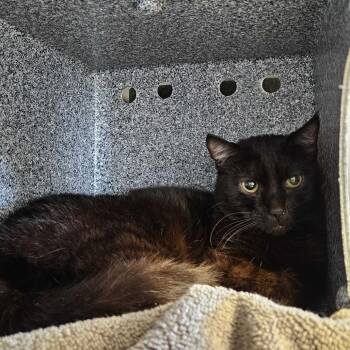 Etch -  Domestic Short Hair Cat for Adoption in Dover, New Hampshire - Etch | PetCurious