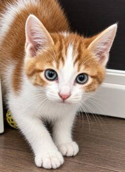 Linguine -  Domestic Short Hair Cat for Adoption in Fort Worth, Texas - Linguine | PetCurious