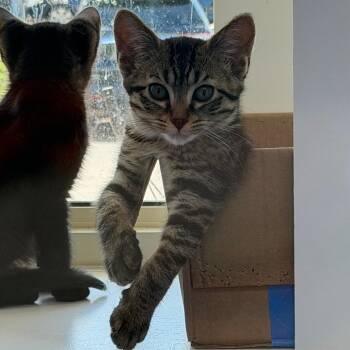 Bull by the Horns -  Domestic Short Hair Cat for Adoption in Mankato, Minnesota - Bull By The Horns | PetCurious