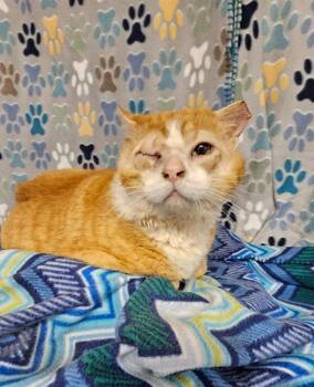 Domestic Short Hair Cats Available for Adoption in Wabash, Indiana - Tommyboy | PetCurious