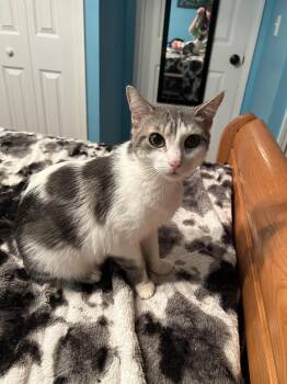 Domestic Short Hair Cats Available for Adoption - Caitlin (great With Kids!) | PetCurious