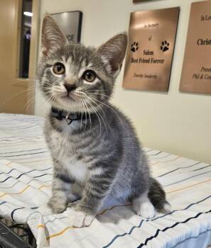 Galadriel -  Domestic Medium Hair Cat for Adoption in Fremont, Ohio - Galadriel | PetCurious