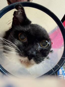 Domestic Short Hair Cats Available for Adoption in Oceanside, California - Maybelline | PetCurious