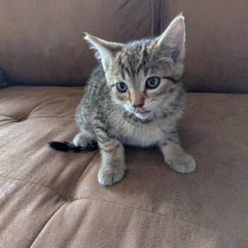 Zuko -  Domestic Short Hair Cat for Adoption in Chico, California - Zuko | PetCurious