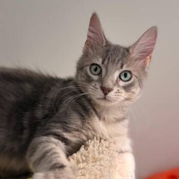 Plum -  Domestic Medium Hair Cat for Adoption in Gainesville, Florida - Plum | PetCurious
