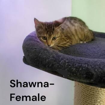 Shawna -  Domestic Short Hair Cat for Adoption in Carmel, Indiana - Shawna | PetCurious