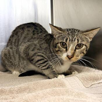 Lilly -  Domestic Short Hair Cat for Adoption in Warrensburg, Missouri - Lilly | PetCurious