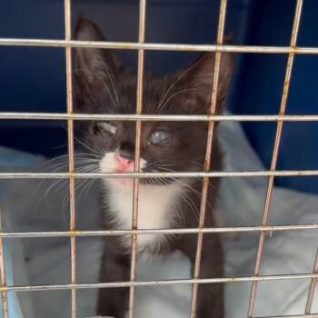 Pandora- blind baby -  Tuxedo and Domestic Short Hair Cat for Adoption in Newark, New Jersey - Pandora- Blind Baby | PetCurious