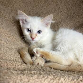 Siamese Cats Available for Adoption in North Arlington, New Jersey - Kentucky | PetCurious