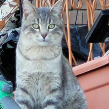 Domestic Short Hair Cats Available for Adoption - Dusty | PetCurious