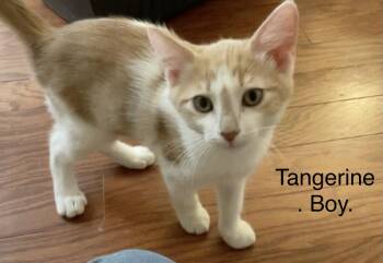 Tangerine -  Domestic Short Hair Cat for Adoption in Scottsdale, Arizona - Tangerine | PetCurious