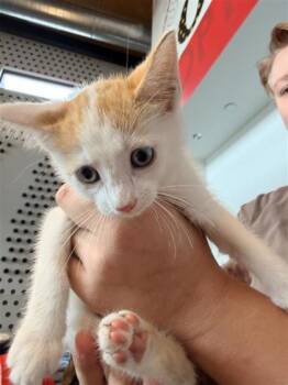 Juliette -  Domestic Short Hair Cat for Adoption in West Chester, Pennsylvania - Juliette | PetCurious