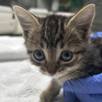 Domestic Short Hair Cats Available for Adoption in Dallas, Texas - Bran | PetCurious