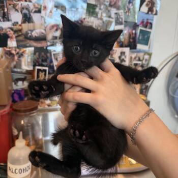 Chewie -  Domestic Short Hair Cat for Adoption in Louisville, Kentucky - Chewie | PetCurious