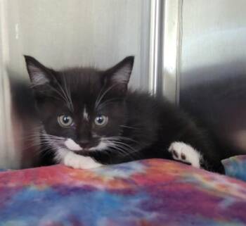 Domestic Medium Hair Cats Available for Adoption in Kennewick, Washington - Gingham | PetCurious