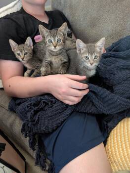 Craig -  Domestic Short Hair and Tabby Cat for Adoption in Glendale, Arizona - Craig | PetCurious