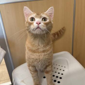 Bernie -  Domestic Short Hair Cat for Adoption in Branford, Connecticut - Bernie | PetCurious