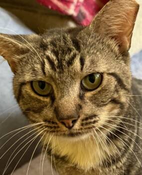Huey -  Domestic Short Hair Cat for Adoption in Clayton, North Carolina - Huey | PetCurious