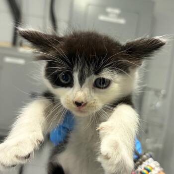 Americano -  Domestic Short Hair Cat for Adoption in Summerville, South Carolina - Americano | PetCurious