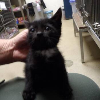 Fargo -  Domestic Short Hair Cat for Adoption in New York, New York - Fargo | PetCurious