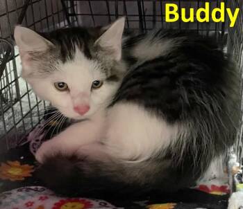 Rescue American Shorthair Cats for Adoption in Rochester, New York - Buddy | PetCurious