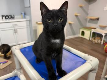 Domestic Short Hair Cats Available for Adoption - Batman | PetCurious