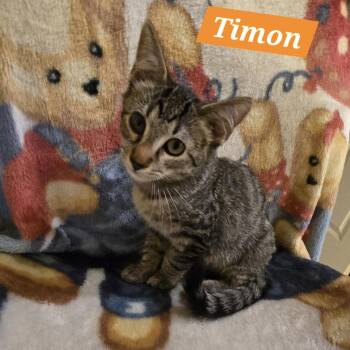 Timon -  Domestic Short Hair Cat for Adoption in Bentonville, Arkansas - Timon | PetCurious