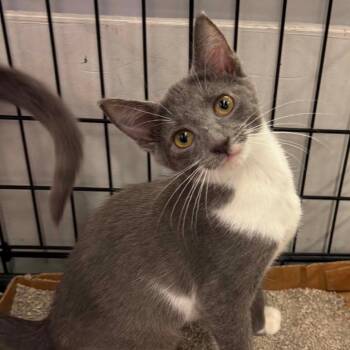 Paprika -  Domestic Short Hair Cat for Adoption in Inwood, West Virginia - Paprika | PetCurious