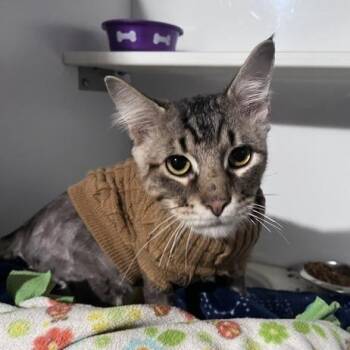 Buzz -  Domestic Medium Hair Cat for Adoption in St. Louis, Missouri - Buzz | PetCurious