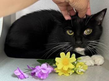 Ms.Pumpkin -  Domestic Short Hair Cat for Adoption in New York, New York - Ms.Pumpkin | PetCurious
