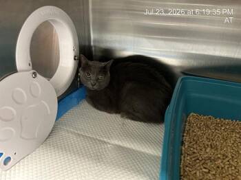 SMOKY -  Domestic Short Hair Cat for Adoption in Ocala, Florida - SMOKY | PetCurious