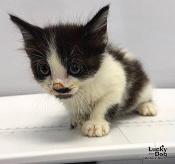 Abel -  Domestic Short Hair Cat for Adoption in Washington, District Of Columbia - Abel | PetCurious