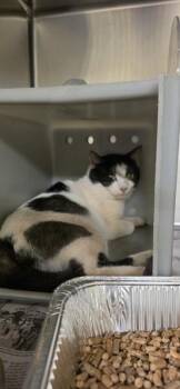 Sf24 -  Domestic Short Hair Cat for Adoption in Lawrenceville, Georgia - Sf24 | PetCurious