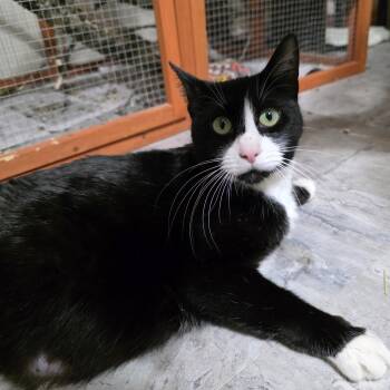 Domestic Medium Hair and Tuxedo Cats Available for Adoption - Elowyn | PetCurious