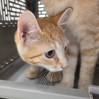 Harrow -  Domestic Short Hair Cat for Adoption in Chattanooga, Tennessee - Harrow | PetCurious