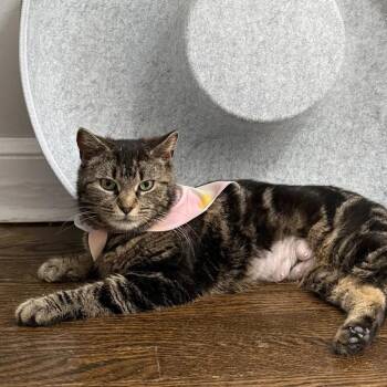 Snickers -  Domestic Short Hair Cat for Adoption in Bridgeport, Connecticut - Snickers | PetCurious