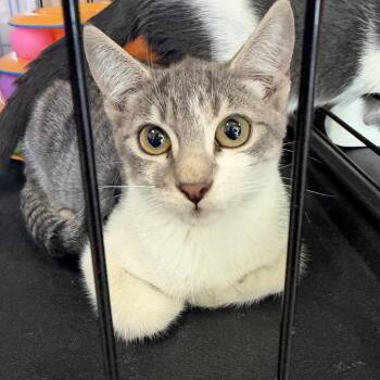 Pickles -  Domestic Short Hair Cat for Adoption in Long Beach, California - Pickles | PetCurious