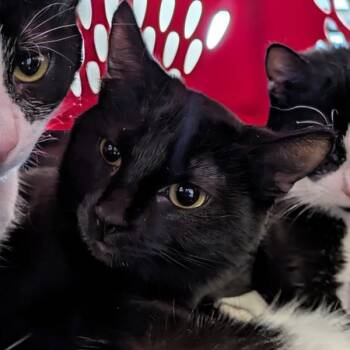 Domestic Short Hair Cats Available for Adoption - Fayte | PetCurious