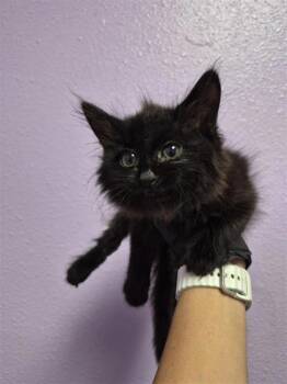 Five -  Domestic Medium Hair Cat for Adoption in El Paso, Texas - Five | PetCurious