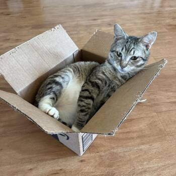 Rescue Domestic Short Hair Cats for Adoption in Harrisonburg, Virginia - Boots | PetCurious