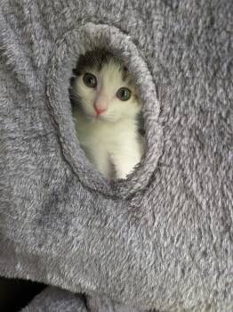 Rescue Domestic Short Hair and Tabby Cats for Adoption in Houston, Texas - Hercules | PetCurious