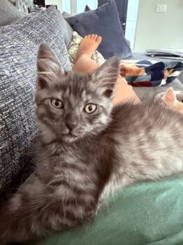 Meg 5178 -  Domestic Short Hair Cat for Adoption in Bonsall, California - Meg 5178 | PetCurious