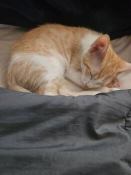 Ginger and Luna -  Domestic Short Hair Cat for Adoption in Franklin, Massachusetts - Ginger And Luna | PetCurious