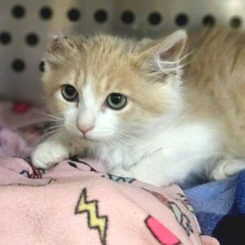 Lord Puddles -  Domestic Long Hair Cat for Adoption in Oakland, California - Lord Puddles | PetCurious