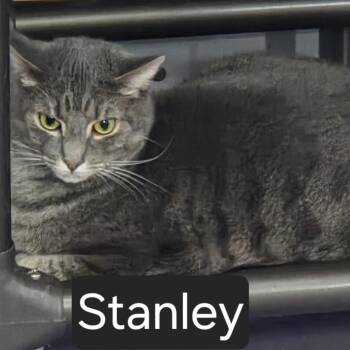Stanley -  Domestic Short Hair Cat Available for Adoption in Snow Hill, North Carolina - Stanley | PetCurious