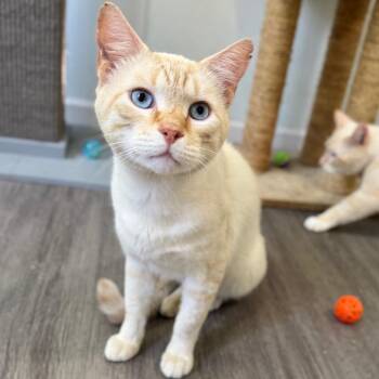 Bran the Bloodthirsty -  Domestic Short Hair Cat for Adoption in Fredericksburg, Virginia - Bran The Bloodthirsty | PetCurious