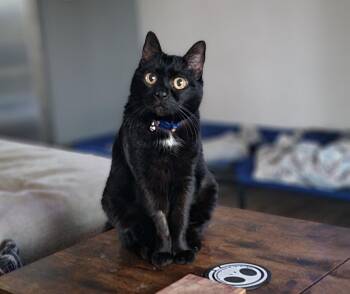 Domestic Short Hair Cats Available for Adoption - Midnight | PetCurious