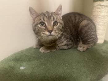 Domestic Short Hair Cats Available for Adoption - Lydia | PetCurious